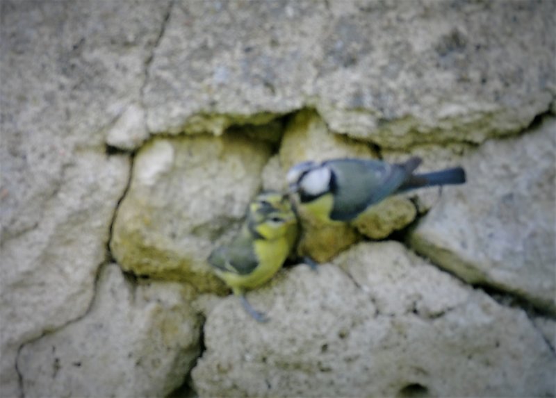 MÉSANGE CHARBONNIÈRE nourrissant ses petits. AUGUSTIN CHENUE